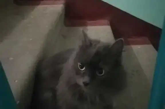 Найдена кошка, Йошкар-Ола, фото: Найдена кошка, улица Баумана, Йошкар-Ола - чисто серая
