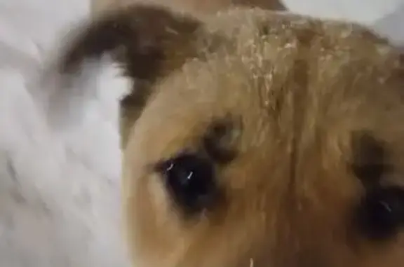 Найдена собака, Чебоксары, фото: Найдена собака с ошейником, улица Пирогова, 2, Чебоксары