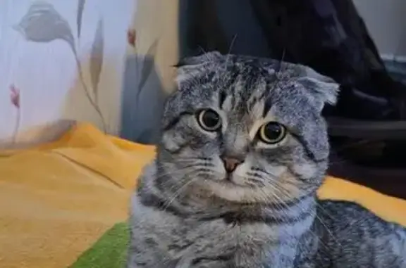 Найдена кошка, Краснодар, фото: Найден кот, Ирклиевская улица, 16/1, Краснодар - очень ласковый, но в стрессе