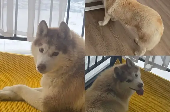 Найдена собака, Молодцы, фото: Найдена собака, девочка, улица Красовского, 2 к2, район Щербинка, Молодцы