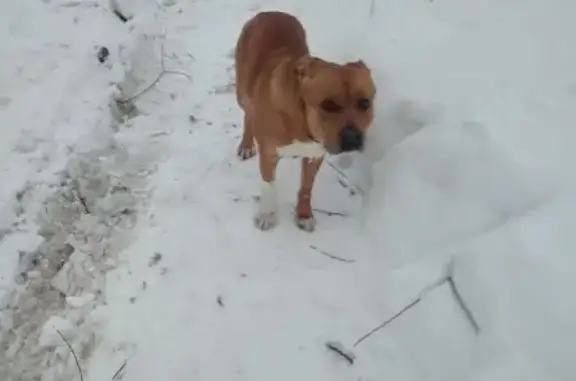 Найдена собака, Коломна, фото: Найдена собака, улица Карла Маркса, 51А, Коломна - дружелюбный, но немного пугливый кобель