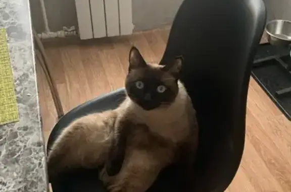 Пропал кот, улица Подольских Курсантов, 26, Йошкар-Ола - сиамский окрас, кастрирован - photo