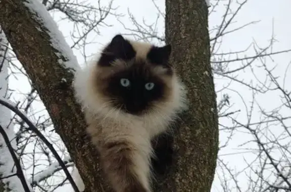 Пропала кошка, Шебекино, Белгородская область - пушистый с голубыми глазами - photo