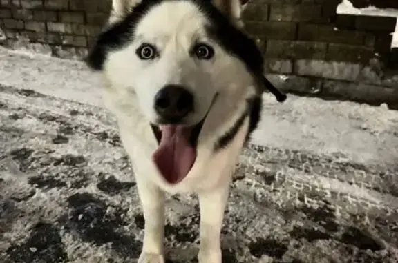 Найдена собака, Бор, фото: Найден собака, Бор, Нижегородская область - хаски с поврежденной задней лапой