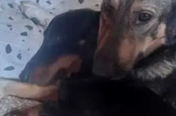 Пропала собака, Ленская улица, Санкт-Петербург - порода такса, чёрный с рыжим окрас - photo