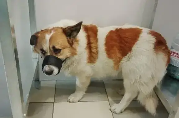 Пропал собака, мужской, Кленовая улица, 1А, Белоярский - белорыжий с синей повязкой - photo