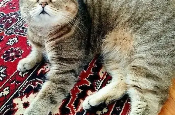 Пропал кот, 9, Солнечногорск - метис, выбежал из квартиры - photo