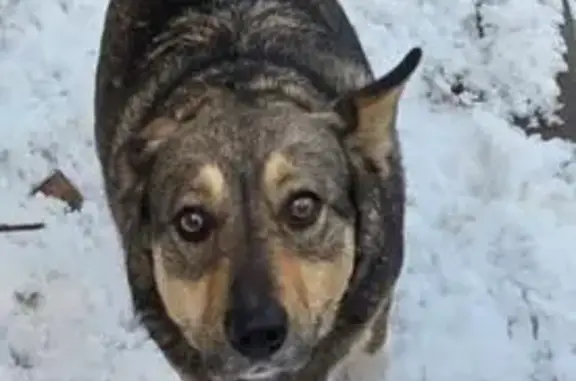 Пропала собака, Брестская улица, 11, Волгоград - девочка с серо-красным ошейником - photo