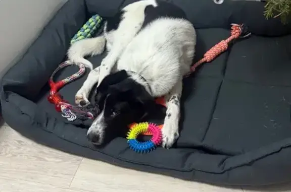 Пропал собака, Восточная улица, Елизово - черно-белый окрас - photo