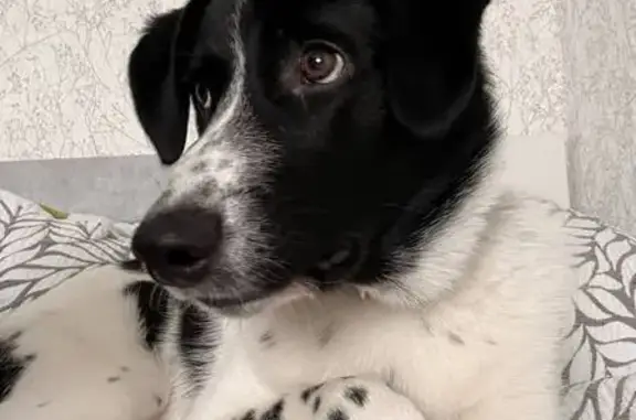 Объявления о пропавших и найденных животных, Елизово, фото: Пропал собака, мужской, Восточная улица, Елизово - черно-белый окрас