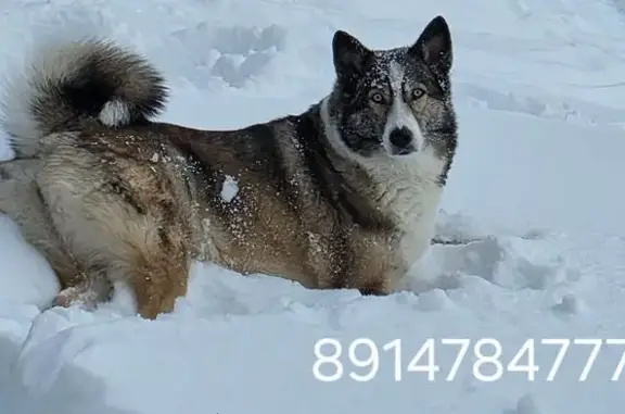 Пропала собака, Дальняя улица, 50, Петропавловск-Камчатский - лайки с голубыми глазами - photo