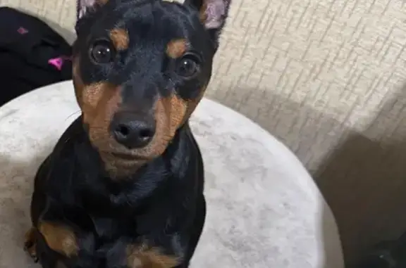 Пропал собака, проспект Славы, 2 к1, Санкт-Петербург - черный с подпалом - photo