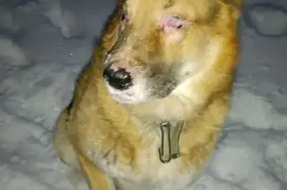 Пропал собака, мужской, 2-я улица, 38, городской округ Сургут - нет глаз и части пигмента на носу - photo