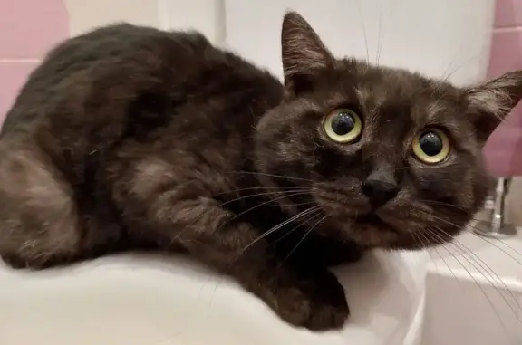 Найдена кошка, Екатеринбург, фото: Найден кот, улица Чемпионов, Екатеринбург - старый ошейник против блох