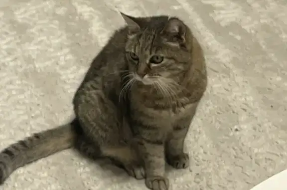 Пропала кошка, улица Набережная Приволжского затона, 16 к2, Астрахань - стерилизованная, 16 лет - photo