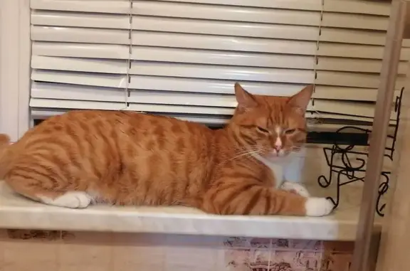 Пропал кот, улица Суворова, 11, Владимир - рыжий с белыми лапками - photo