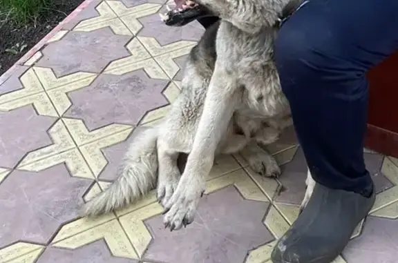 Пропал собака, Суходол, Самарская область - овчарка без ошейника - photo