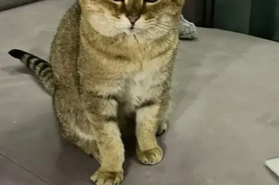 Найдена кошка, Кемерово, фото: Найден кот, улица Юрия Смирнова, 18, Кемерово - спокойный и ласковый