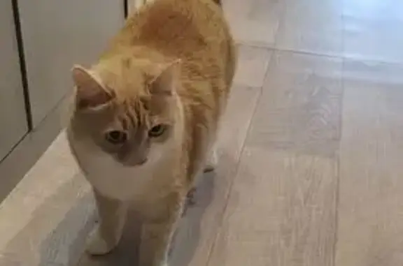 Найдена кошка, Красноярск, фото: Найдена кошка, Судостроительная улица, 161, Красноярск - идёт к рукам