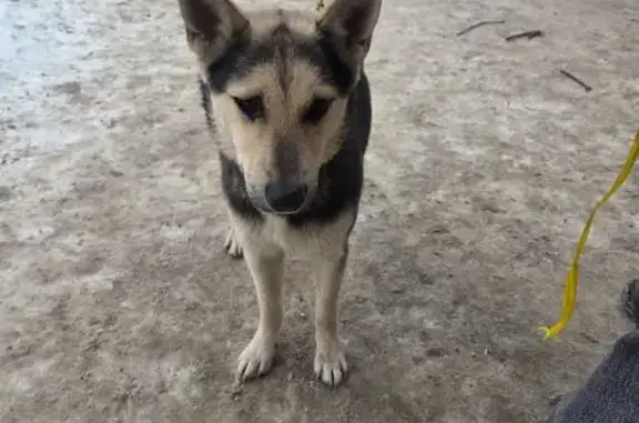Найдена собака, Уфа, фото: Найдена собака, улица Баязита Бикбая, 21, Уфа - подросток с жёлтой ленточкой