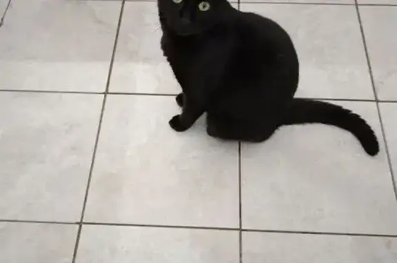 Пропал кот, улица Александра Покрышкина, Михайловск - чёрный с белым пушком - photo