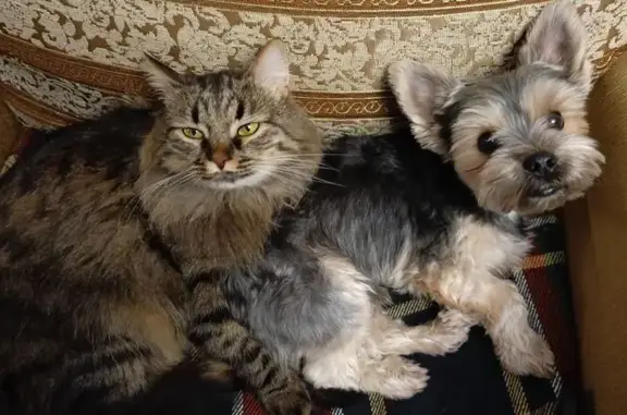 Пропал кот, Студенецкая набережная, 11А, Тамбов - похож на сибирского, серый пушистый - photo