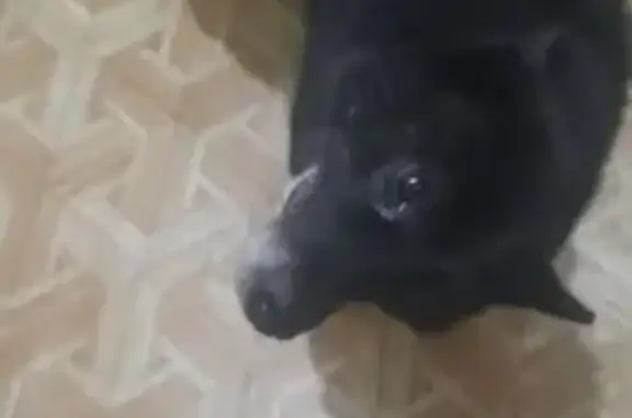 Найденные животные Вадский муниципальный округ, фото: Найдена собака, Вадский муниципальный округ - чёрная с белыми кончиками лап