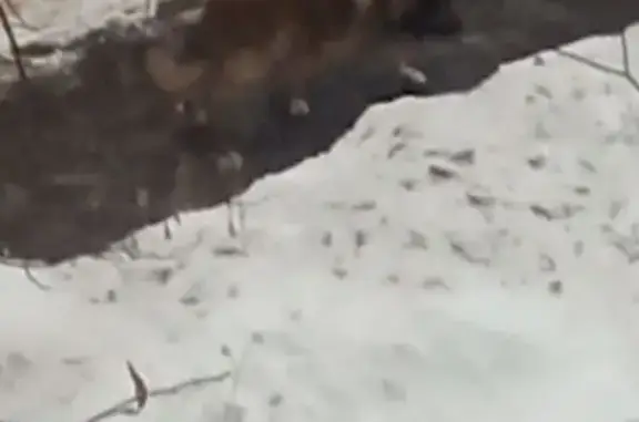 Объявления о пропавших и найденных животных, Люберцы, фото: Найдена собака, улица Космонавтов, 30, Люберцы - рыжая с чёрным, крупная