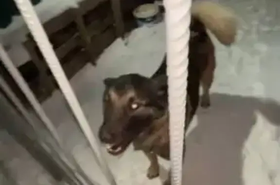 Пропала собака, Вокзальная площадь, Сергиев Посад - смесь американской акиты и малинуа - photo