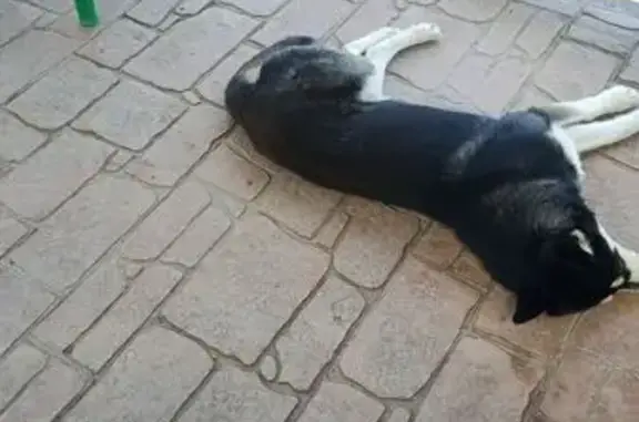 Пропал собака, Октябрьская улица, 230, Новороссийск - черно-белый окрас, повреждено ухо - photo