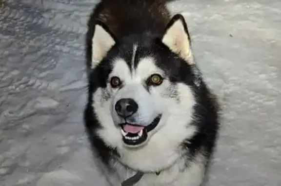 Пропал собака, Кимовск, Тульская область - перепрыгнул через забор во время снегопадов - photo
