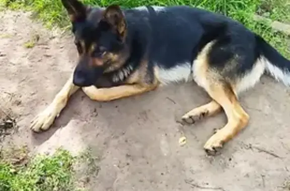 Пропал собака, улица Гоголя, Конаково - тёмный чепрачный окрас - photo