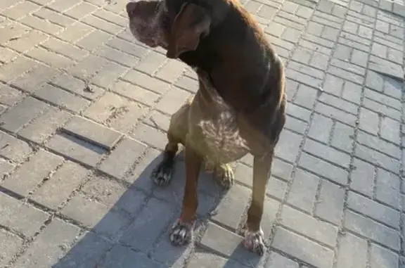 Найдена собака, Аксай, фото: Найден собака, проспект Ленина, 1, Аксай - курцхаар, шоколадный окрас