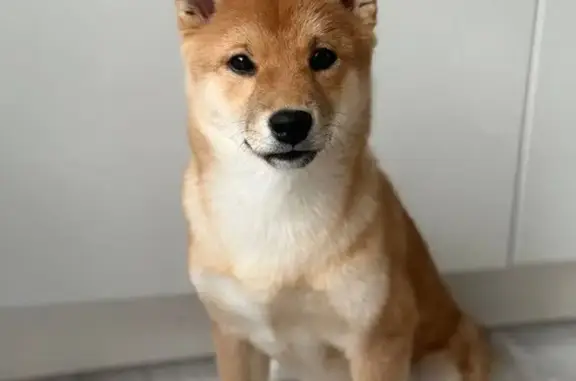 Собаки потеряшки, Владимировка, фото: Потеряшка собака, Владимировка, Московская область - рыжая, как лисичка