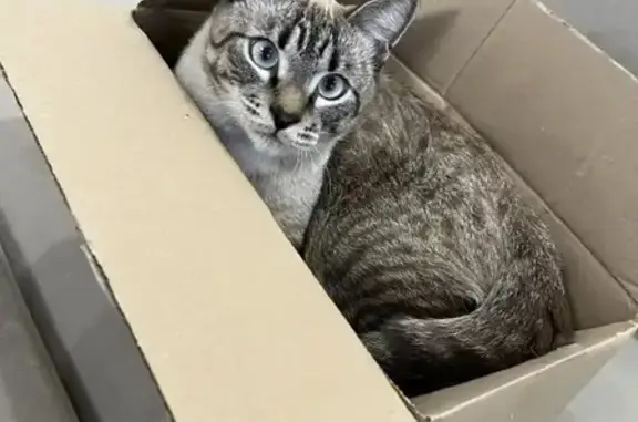 Пропал кот, проспект Ленина, 199, Томск - выбежал из квартиры - photo