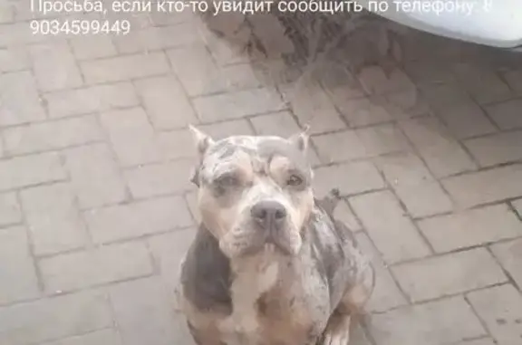 Пропала собака, Красноармейская улица, Темрюк - американский булли, окрас мерль - photo