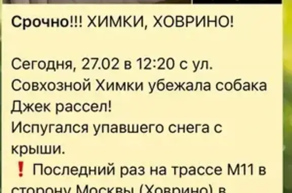 Собаки потеряшки, Химки, фото: Потеряшка собака, Совхозная улица, 29, Химки