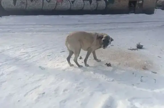 Найдена собака, Копейск, фото: Найдена собака, проспект Славы, Копейск - кремовая с чёрной маской