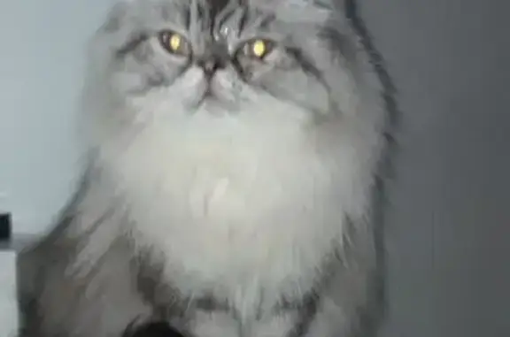 Пропала кошка, улица Плеханова, городской округ Липецк - бежевый окрас, мутный правый глаз - photo