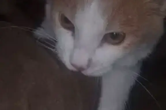 Пропал кот, Северный переулок, 11, городское поселение Средняя Ахтуба - голубой ошейник - photo