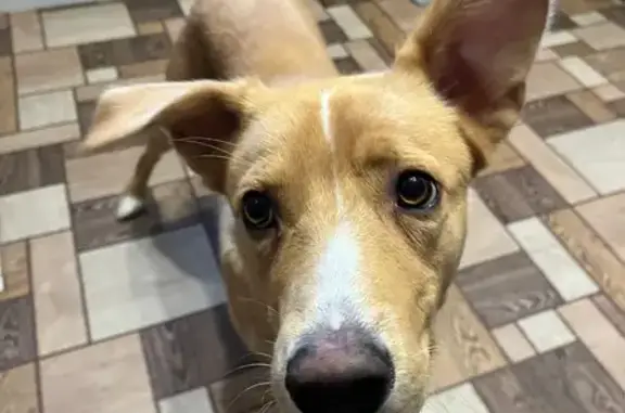 Потерянные животные Суворов, фото: Пропал собака, Октябрьская улица, 8, Суворов - рыжий окрас, отзывается на имя Перс