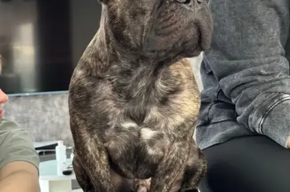 Собаки потеряшки, Казань, фото: Потеряшка собака, 2-я Кадышевская улица, 21, Казань - дружелюбный, легко идёт на контакт