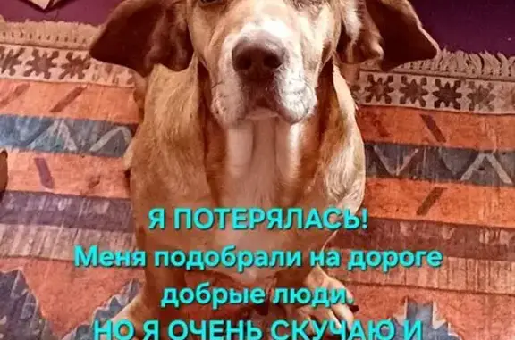 Найдена собака, Чембурка, фото: Найдена собака, Шоссейная улица, Чембурка - фенотип немецкой таксообразной гончей