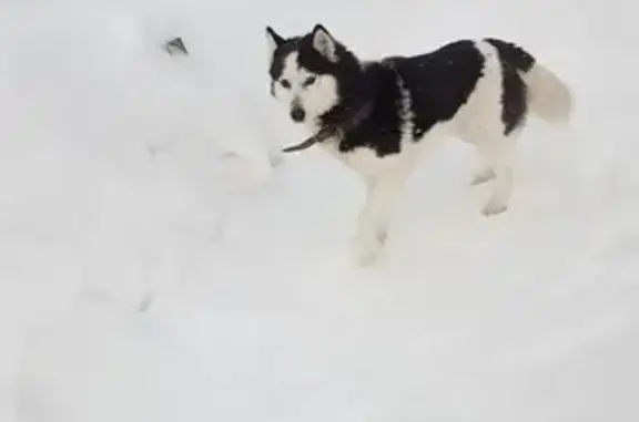 Пропала собака, женский пол, Кочёво, Пермский край - photo