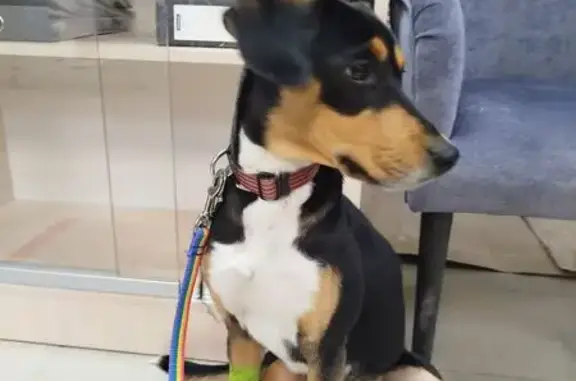 Найдена собака, Ласьва, фото: Найден собака, Ласьвинская улица, 1, Ласьва - молодой кобель, знает команды