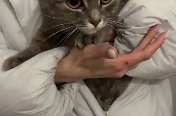 Найдена кошка, Челябинск, фото: Найдена кошка, улица Братьев Кашириных, 131, Челябинск - возраст около года