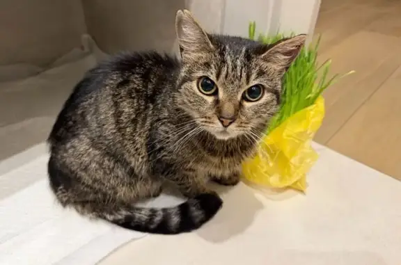 Найденные животные Санкт-Петербург, фото: Найдена кошка, Дунайский проспект, Санкт-Петербург - чёрная спинка, надорвано одно ушко