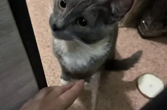 Объявления о пропавших и найденных животных, Люберцы, фото: Найдена кошка, Инициативная улица, Люберцы - ухоженная домашняя кошка