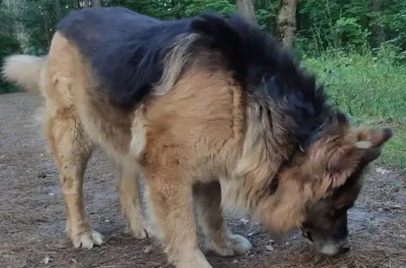 Пропал собака, бульвар 50 лет Октября, городской округ Тольятти - кавказец-немец, коричневый - photo