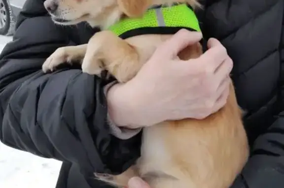 Пропал собака, мужской, улица Достоевского, 3, Москва - маленькая и пугливая - photo